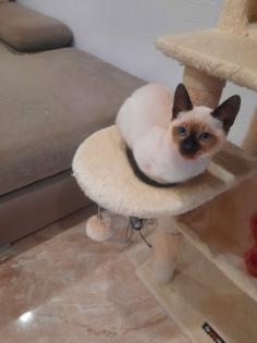 Tonkanesekitten Burma, Siam