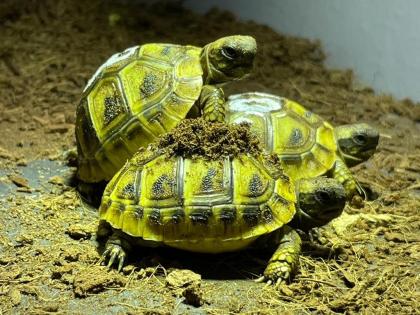 Nachzuchten Testudo hermanni boettgeri 2022 zu verkaufen