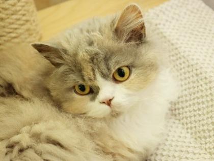 Selkirk Rex Kätzchen
