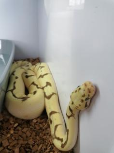 3 wunderschöne Koenigspythons abzugeben