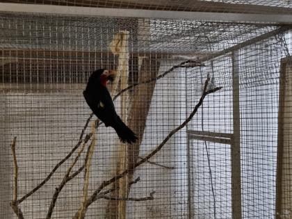Furchenschnabel-Bartvogel