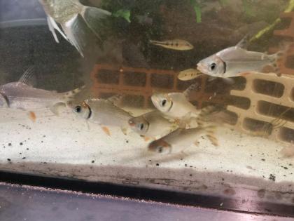 Nacht Salmler Semaprochiladas taeniurus 12cm