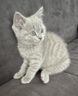 BKH Kitten Blue Katzenbaby grau