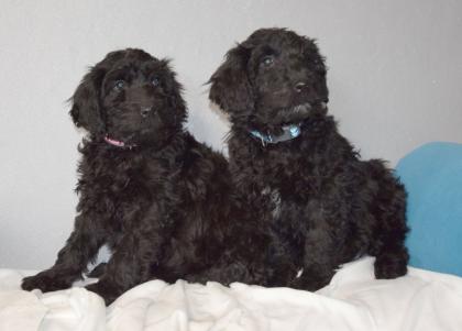 Zauberhafte Blackdoodle Goldendoodle Welpen abzugeben