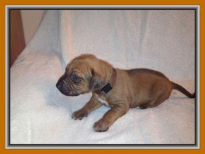 Rhodesian Ridgeback Welpen mit Papieren