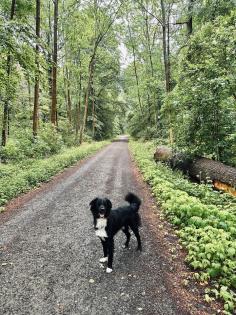 Border Collie/ Australien Shepherd Mix