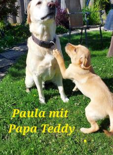 Unsere süßen Labrador Welpen