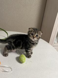 Bkh kitten Black Silver Tabby cl. Whiskas mit Stammbaum