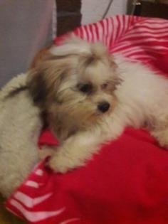 Kleine goldige Shih Tzu