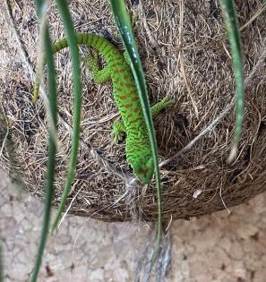 PHELSUMA GRANDIS NZ großer Madagaskar Taggecko