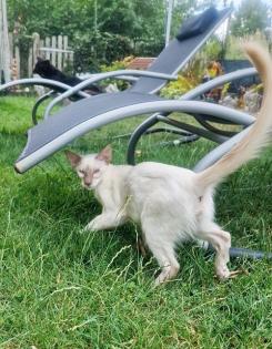 Nur noch 1 hübscher Balinesen Katerchen sucht eine Zuhause