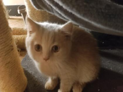 Verkaufe 1 BKh Mädchen und Kater