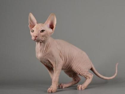 Sphynx Don Kitten mit 2G - Abgabebereit Reinrassige mit Tasthaare