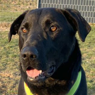 NICKI - männlich 4 Jahre 62 cm 40 kg Perro de Pastor Mallorquin Gechipt Kastriert