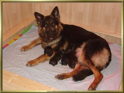 Altdeutsche Schäferhundwelpen - Aus alten gesunden Linien