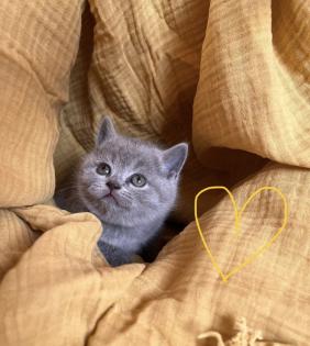 BKH reinrassige Kitten in Blue mit Stammbaum