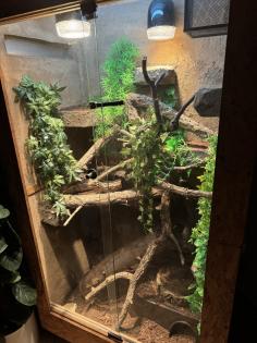 Verkaufe Kornnatter Terrarium falls benötigt