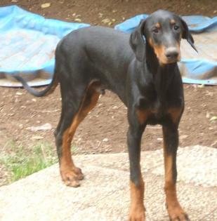 Dobermannwelpen sofort abzugeben