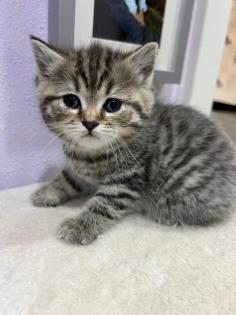 BKH Kitten