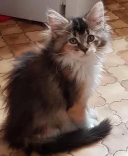 Wunderschöne Maine Coon Mix Kitten