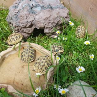 Griechische Landschildkröten/ Testudo hermanni, NZ 2022/2021