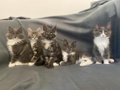 Maine Coon Kitten mit Stammbaum