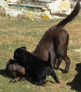 Labrador Retriever Welpen vom Sauboden FCI