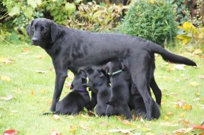 Schwarze Labrador-Retriever aus spezieller jagdlicher Leistungszucht