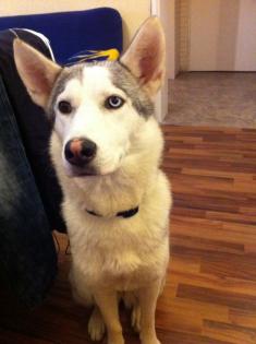 Husky - Malamut Weibchen 10 Monate Alt