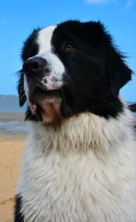 Landseer Pärchen