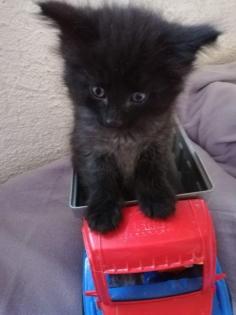 Reinrassige Norwegerkitten mit Ahnentafel