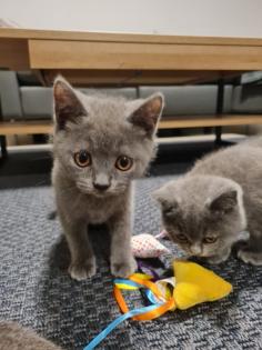 Schöne BKH Kitten grau nur noch 1 Junge frei