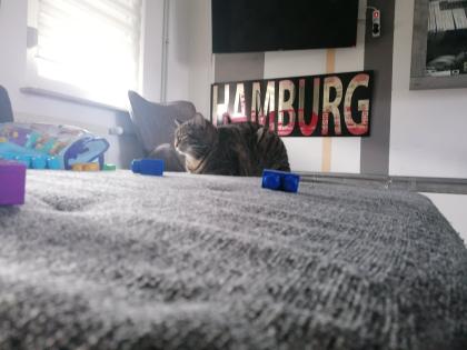 Geschwisterpaar Katzen