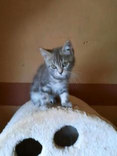 Süße BKH/ Maincoon Kitten suchen Dosenöffner