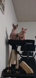 Sphynx Kitten