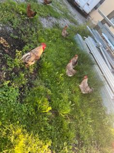 Bielefelder Kennhuhn Küken