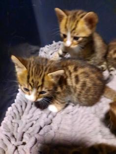 Reinrassige Bengal Kitten