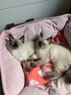 Kitten Siam / Balinese