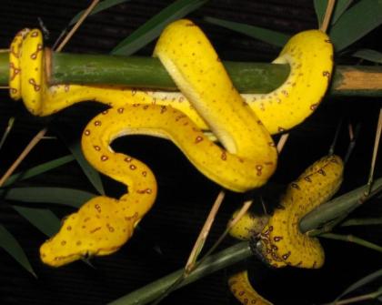 0, 0, 9 Morelia viridis Sorong NZ 06