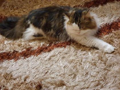 BLH Deckkater