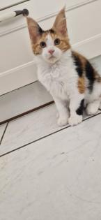 Maine coon kitten suchen ein Zuhause