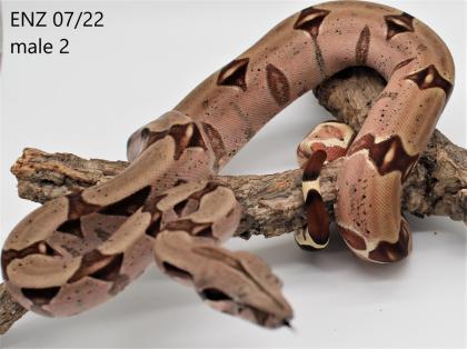 5. 3 Salmon Hypo Boa 50 F1 Generation Guyana Redtail