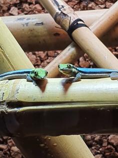Phelsuma Klemmeri Taggeck mit Terrarium und Technik