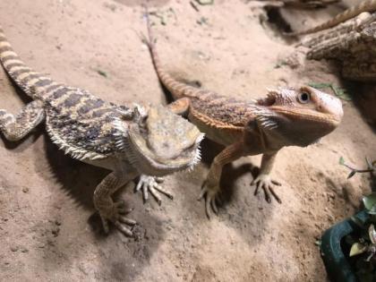 Bartagame Jungtiere abzugeben
