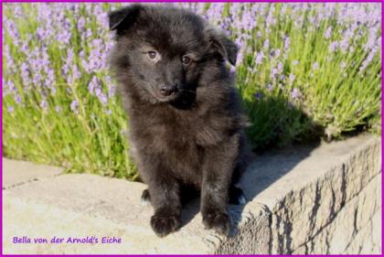 Großspitzhündinnenwelpen darkwolfsable, 06331258619