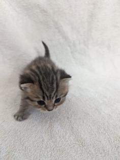 Sechs süße BKH Kitten geb. 06. 05. 23 suchen ab Ende Juli ein neues Zuhause