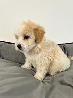 Maltipoo F1b Welpen