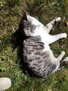 Liebevoller Kater Garry