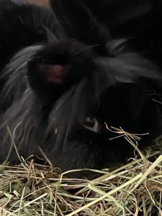Blacky, Zwergkaninchen