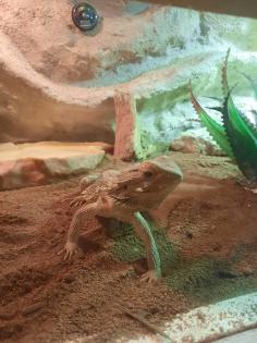 Bartagame mit Terrarium und Zubehör